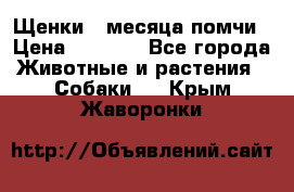 Щенки 4 месяца-помчи › Цена ­ 5 000 - Все города Животные и растения » Собаки   . Крым,Жаворонки